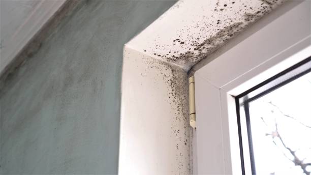 Providence, RI Mold Removal Company