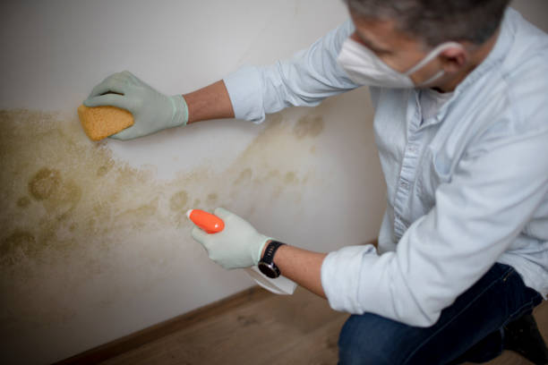 Best Toxic Mold Removal  in Providence, RI