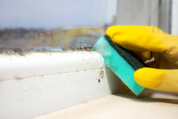 Best Mold Testing  in Providence, RI