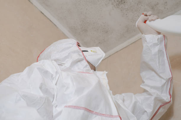 Best Certified Mold Removal  in Providence, RI