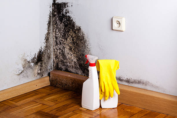 Best Professional Mold Removal  in Providence, RI