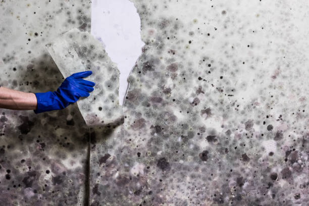 Best Mold Cleaning Services  in Providence, RI